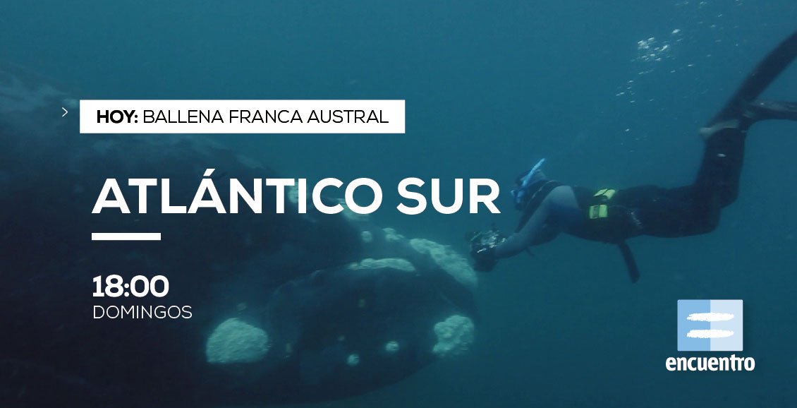 CanalEncuentro's tweet photo. La ballena franca austral y su proceso de recuperación y llegada a las costas del Chubut. #AtlánticoSur 18:00 https://t.co/0SOlxm9JBO
