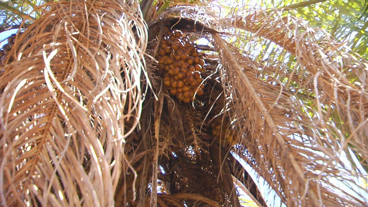 El vino de palma viene de una palmera africana y a partir de ella se  elabora una bebida alcohólica #HechaEnPanamá, image size:1200x675