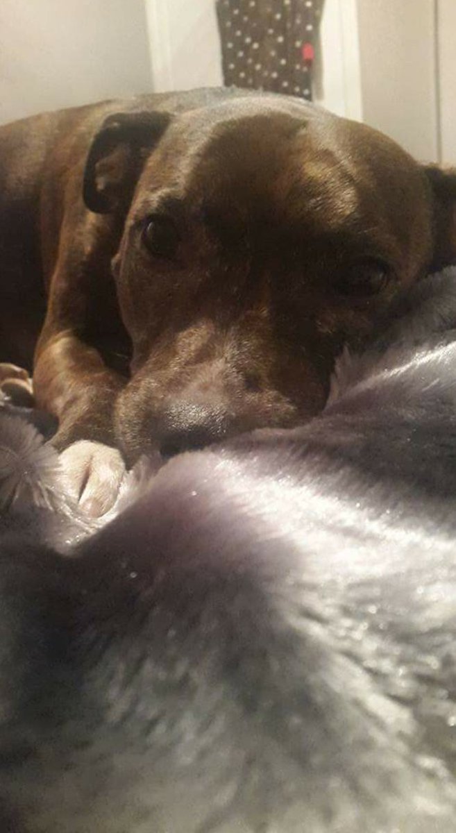 Amin__Amood's tweet photo. 9 years young today but still a puppy to me, always! #StaffyLove 💜💜💜 https://t.co/gs2wUPcCwb
