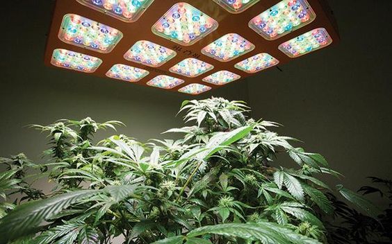 cannabisXLLED's tweet photo. Electric sunshine. 

#CannabisXLLED #GrowWithLED #IndoorGrow #GrowMarijuana #Weedlight #CannabisBulb #LightWizards https://t.co/bybeQSedeV