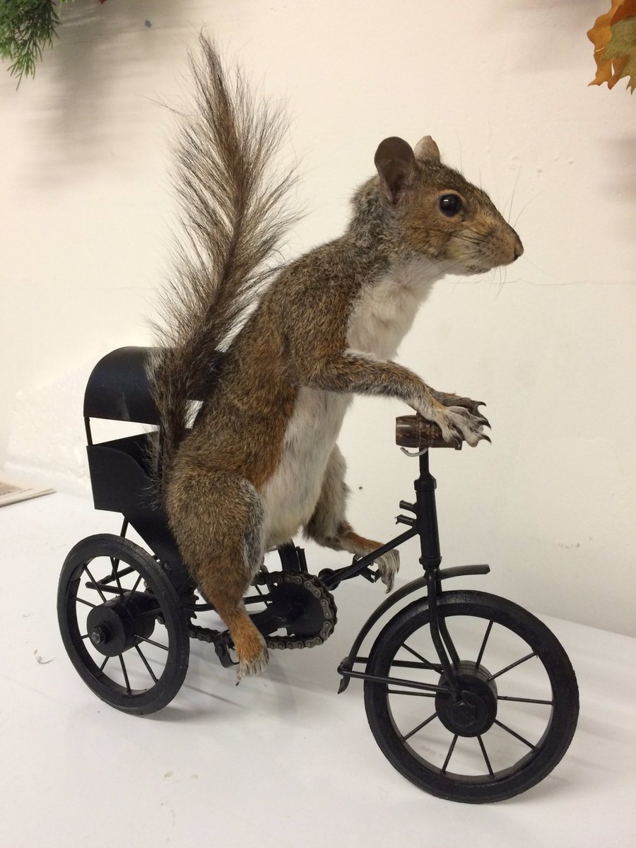 VelvetLettuce's tweet photo. My latest creation.  Thank you  Sarah @CuriousInfo. Next - birds. #ilovetaxidermy https://t.co/lNkxqhzbUz