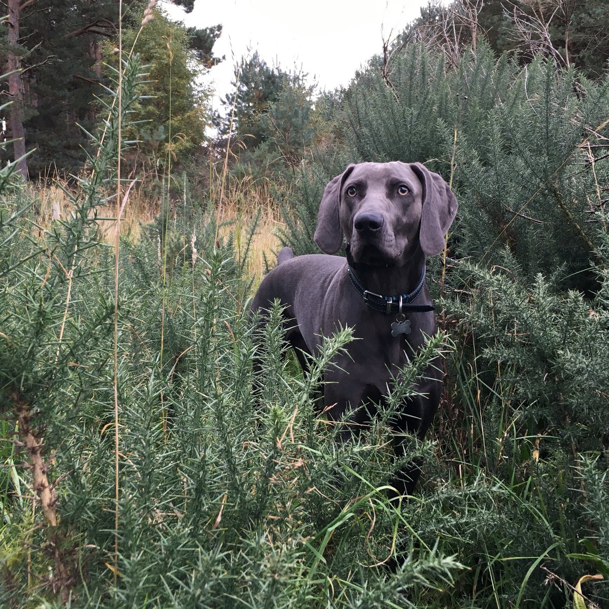 MurdocHSR's tweet photo. Roll on the gundog group! Teamweim! #c4crufts #Crufts #crufts2016 https://t.co/nWGPAhHaZY