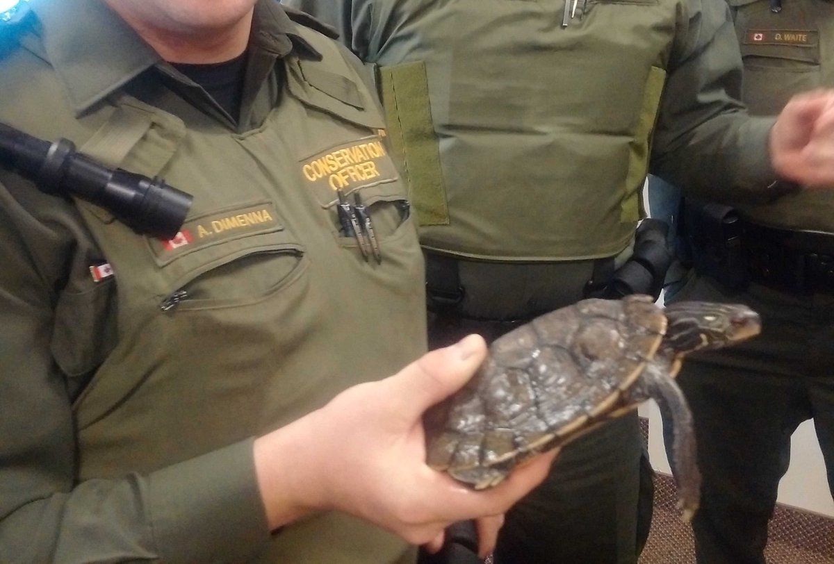 Brad_Gerrie's tweet photo. Turtles too... @MNRFcentral EB CO Reptile Enforcement #northernmapturtle https://t.co/XDL4hR8yLn
