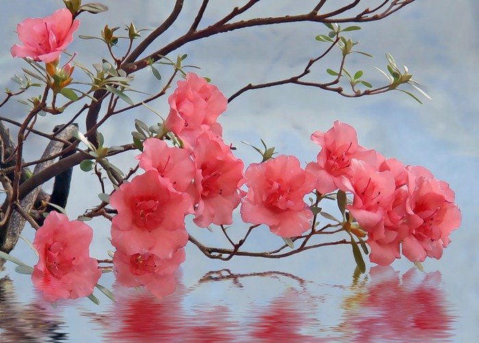 FridaMaha's tweet image. 