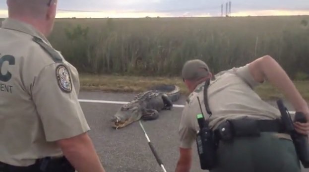 Un coccodrillo "arrabbiato" cerca di attraversare la strada in Florida, il video su Facebook Un coccodrillo "arrabbiato" cerca di attraversare la strada in Florida, il video su Facebook