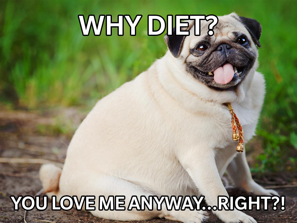 HudockInsurance's tweet image. Pudgy pugs may be cute...but loving your dog means plenty of
exercise and Pet Insurance too.