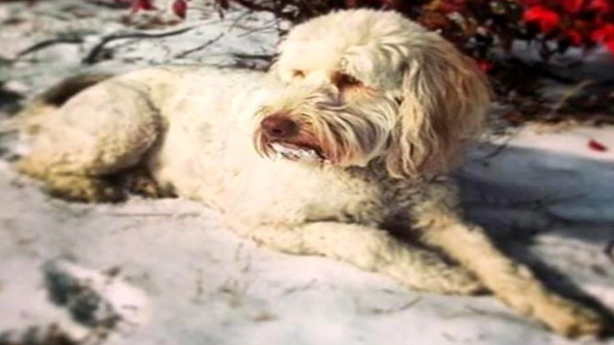 NEXT at 5:44: Family searching for information after dog shot and killed on.wsoctv.com/1pdACHM