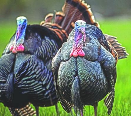 Michael R. Shea: How to Plant a Last-Minute Turkey Plot bit.ly/24VwRHL <a href="/michaelrshea/">Michael R. Shea</a>