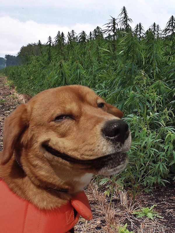 theCHIVE's tweet photo. So dank. https://t.co/Y4DVXNIdZJ