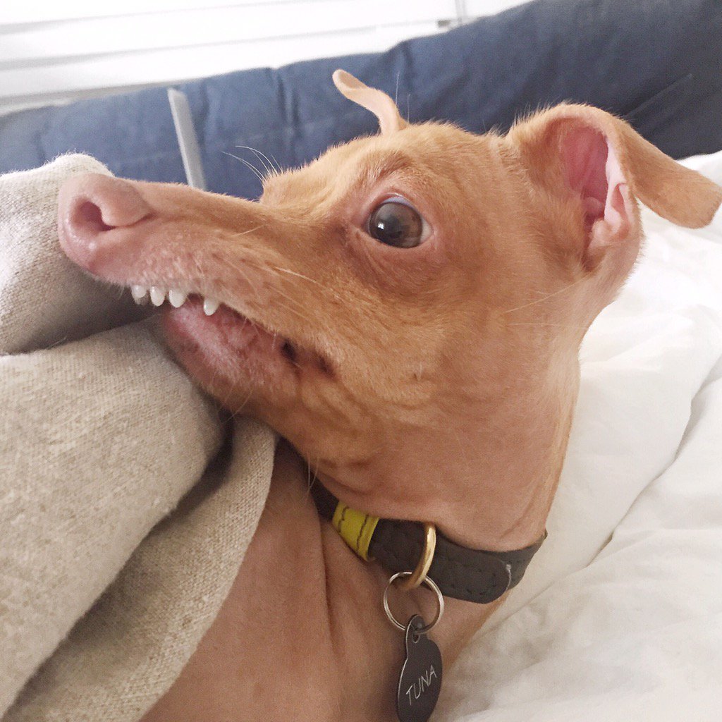 собачка нижняя. пекинес с неправильным прикусом. китайская хохлатая чихуахуа элвуд. комнатные собачки в приюте. корги полицейский в россии.