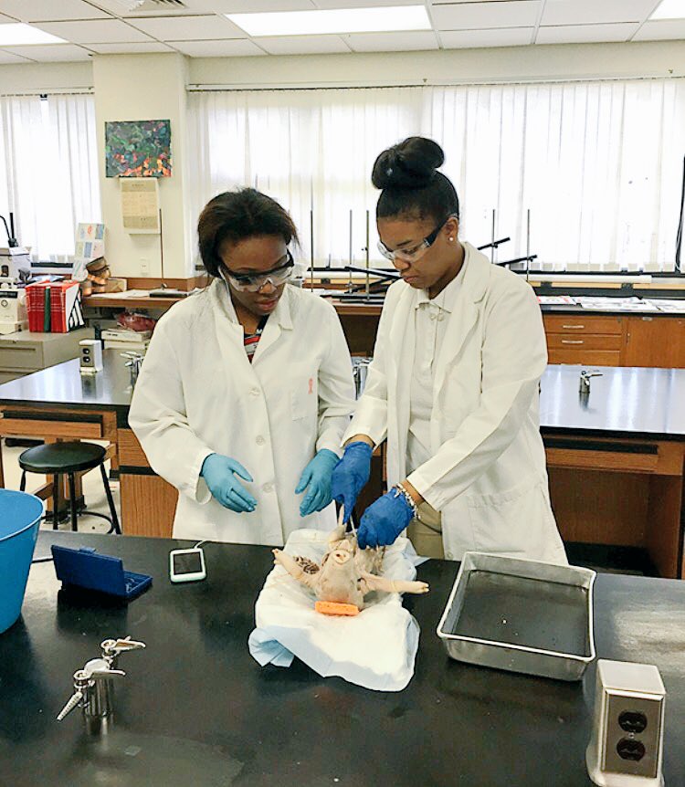 SIUECharterHigh's tweet photo. Two of our seniors dissecting pigs today! https://t.co/9YhkUlYkZE