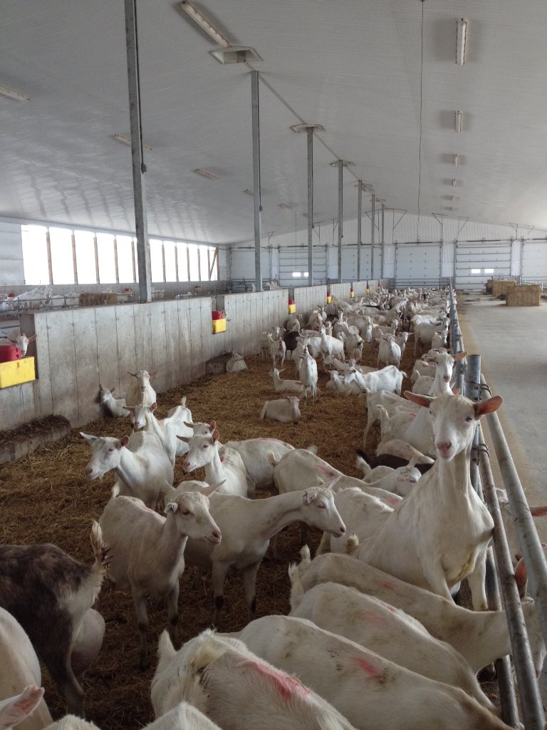 Great day, touring some amazing operations at #OAClegendairy tour! Thanks to everyone for coming out #dairygoats