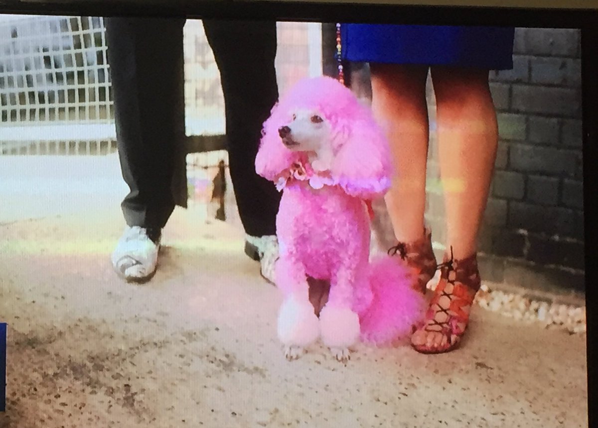 DanielaForshaw's tweet image. #TechTesting #GadgetShow #Channel5 #InCarEntertainment #Pioneer #Essex #PinkPoodle #Venice