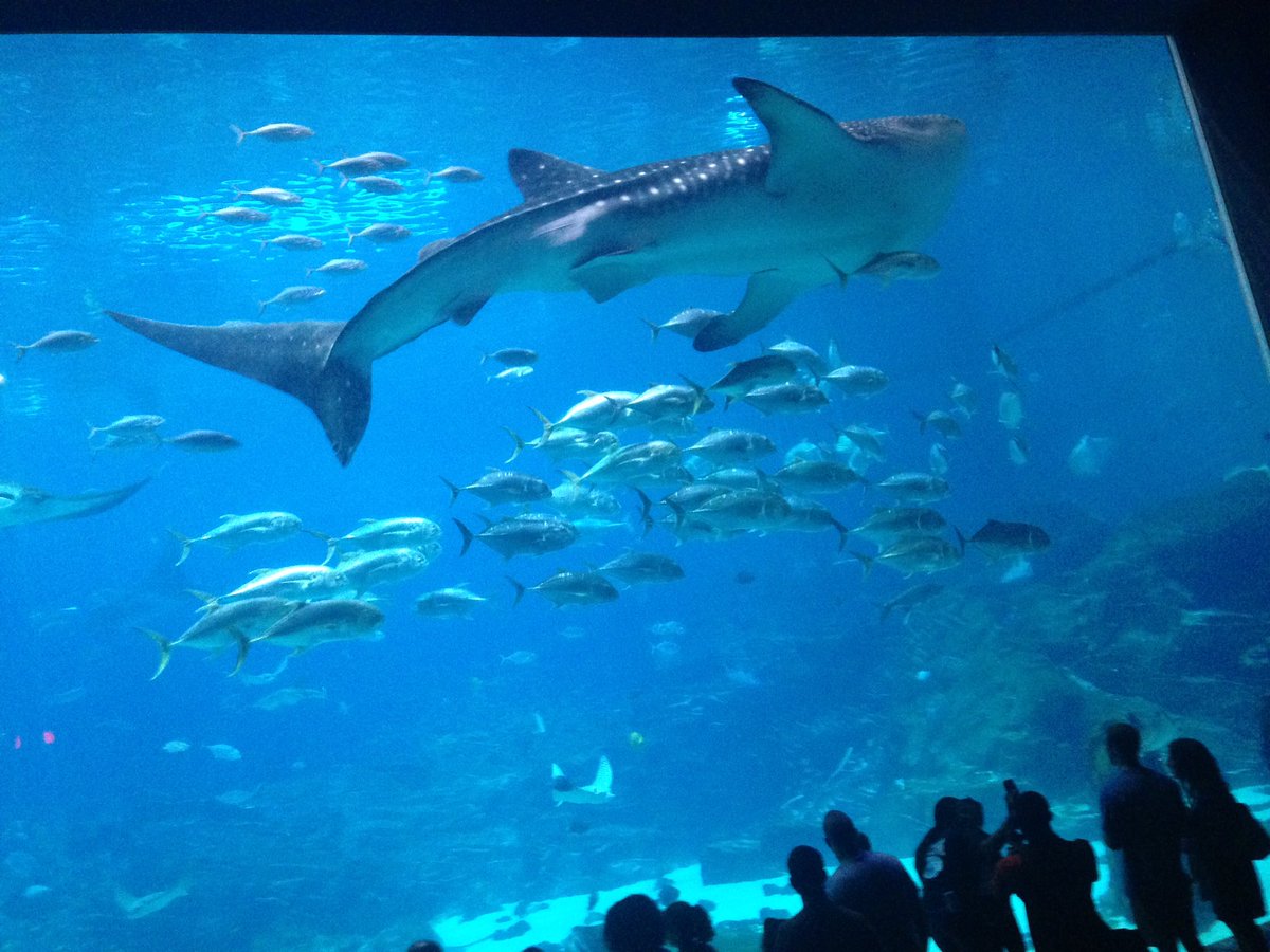 bearbreaksatl's tweet photo. Checking out the @GeorgiaAquarium &amp; watching a dolphin show!

I'd say it has been the #bestspringbreakever! https://t.co/np6aIaEXOb