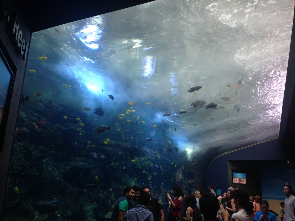 bearbreaksatl's tweet photo. Checking out the @GeorgiaAquarium &amp; watching a dolphin show!

I'd say it has been the #bestspringbreakever! https://t.co/np6aIaEXOb