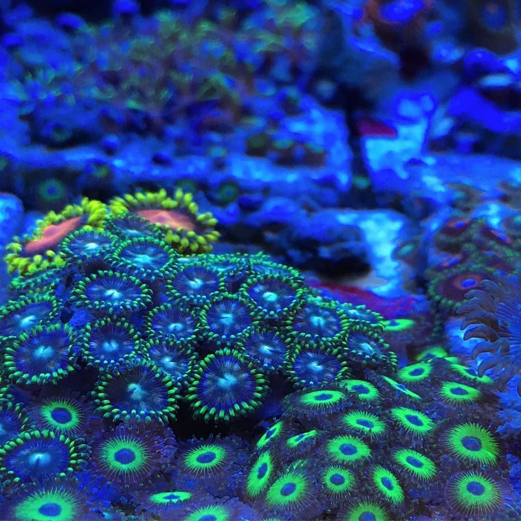 Akvaristan's tweet photo. #akvaristan #aquarium #akvaryum #aquarien Zoas!!
#studioaqua #zoas #zoanthids #reef #reefpack #reefaquarium #corala… https://t.co/YFd362Ly5q