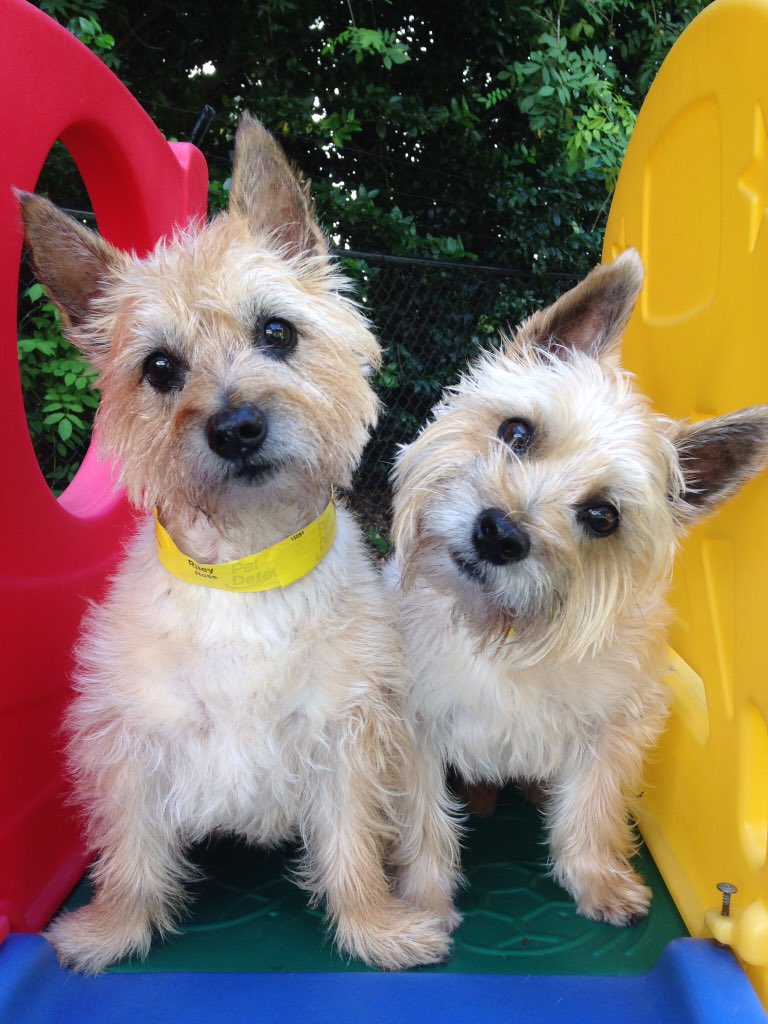 SLRoss528's tweet image. Today we lost our little guy Riley.  He was an amazing little man and we miss him dearly.  RIP Little guy.