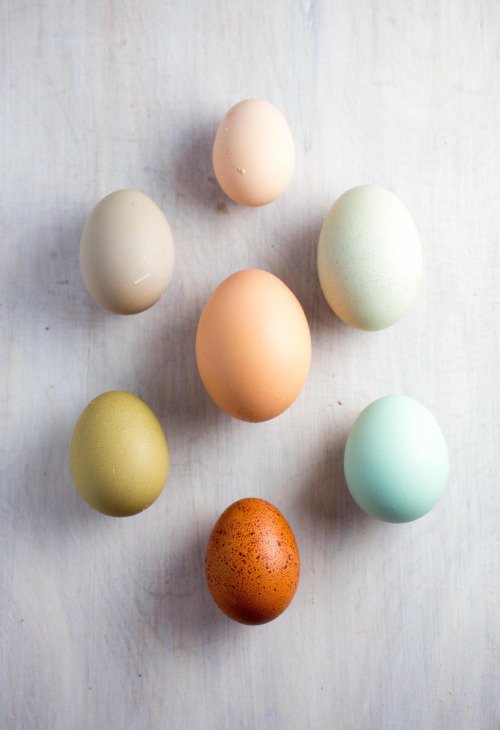 monkey_memes's tweet image. We raised 7 hens from chicks and they finally started laying. The different breeds produce different colored eggshe…