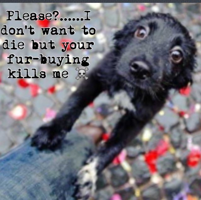 STOP FUR TRADE tweet media