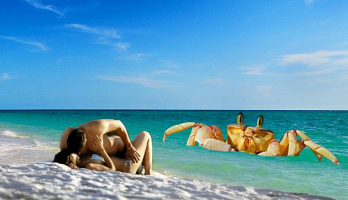 thebattypost's tweet photo. #NZ #backpackers regret #sex on the #beach after painful #crab incident - #NewZealand #Kiwi https://t.co/6EUhHOdsbQ https://t.co/0VZh51lYSn