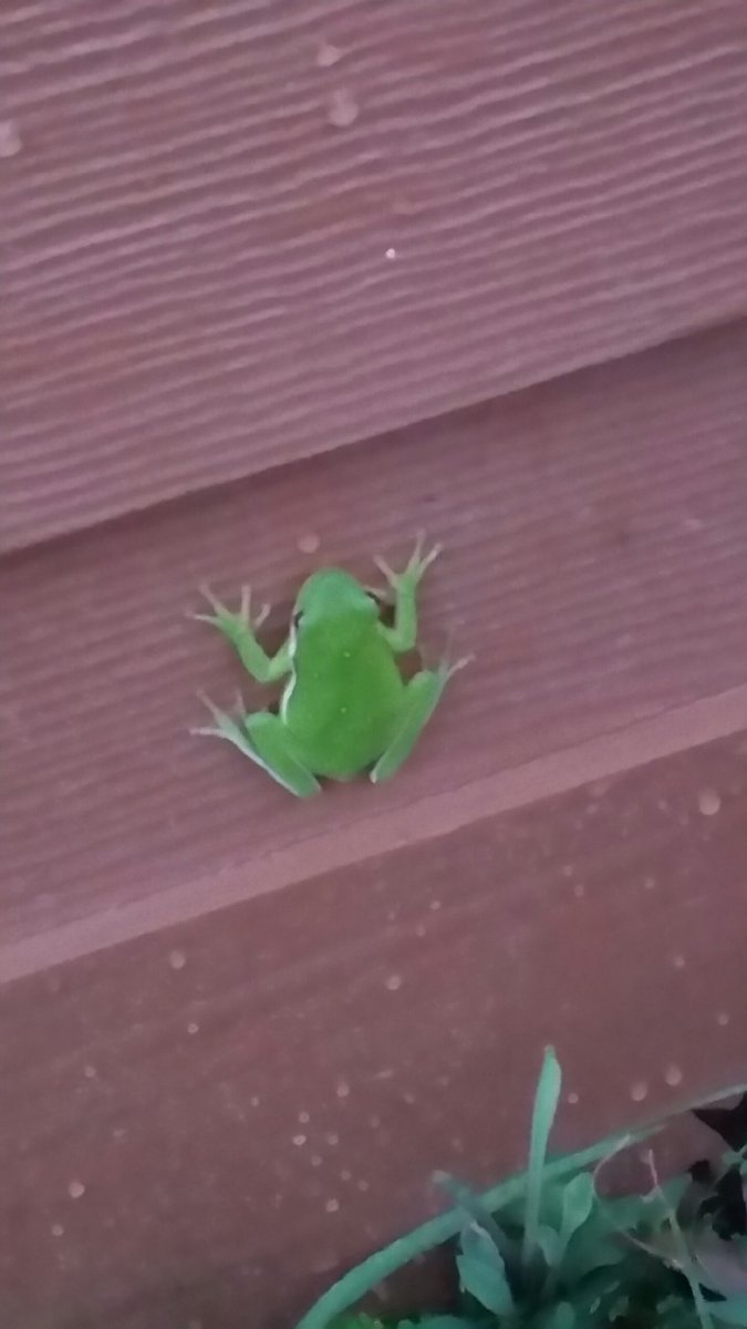 rainwaterchick's tweet photo. Found this little guy on the side of the house. #frogs #SpringfeverFriday @PatrickAgrilife @TNativePlantGuy https://t.co/xds73cThSE