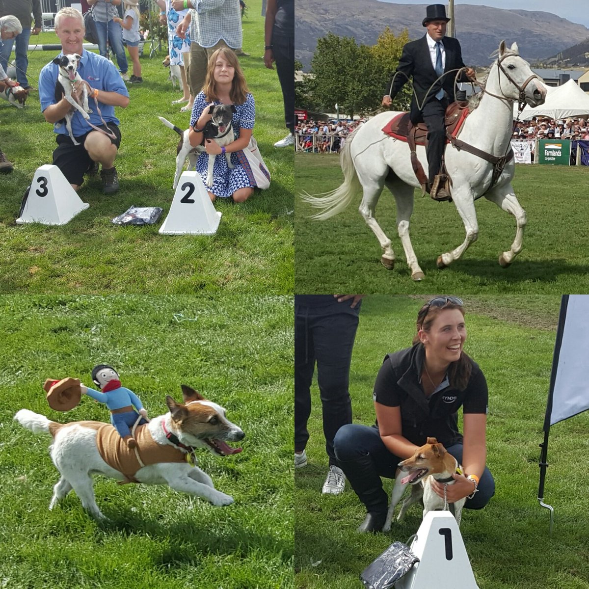 The Archibalds #JackRussell race thousands of people at the #wanakashow to watch this famous event #agchatnz
