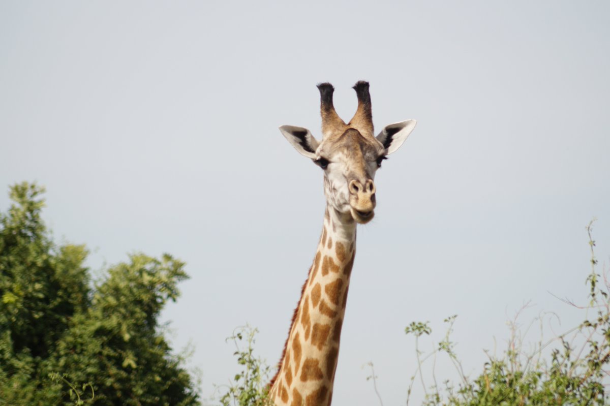 southluangwa's tweet photo. Good morning! How do you spend your #weekend? We do it at #SouthLuangwaNP, #Liwonde #CapeMcLear and #Vicfalls https://t.co/t9FgAR6bDo