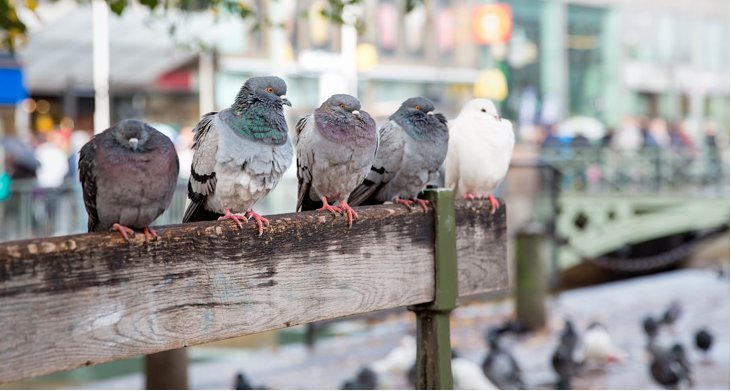 TEDxUNAMAcatlan's tweet image. ¿Sabes qué es la #criptococosis y como afecta a los seres humanos? ow.ly/Z4T8E