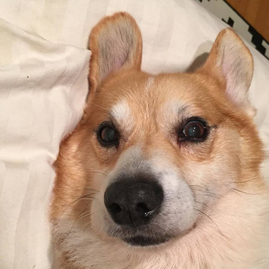 andthreecorgis's tweet image. Hello Handsome? 😍😍😍 #threecorgis #corgi #cute (at Hermosa Beach, California)