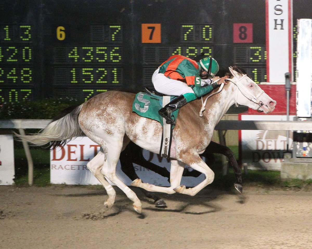 horsemandon's tweet photo. Dual registered Thoroughbred/Paint, Painting the Sky does it again at Delta Downs, winning the 6th race by a nose. https://t.co/TIBC1y6rz1