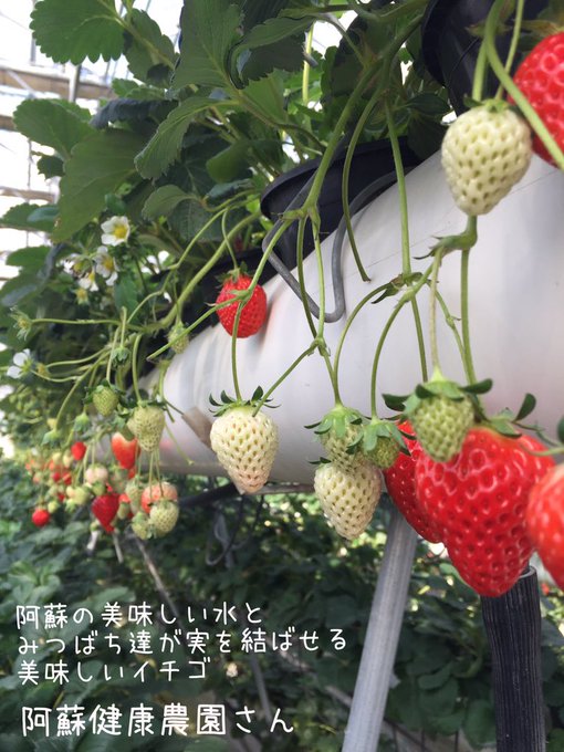 熊本県阿蘇のいちご狩りランキング 地元民おすすめ10選 大日本観光新聞