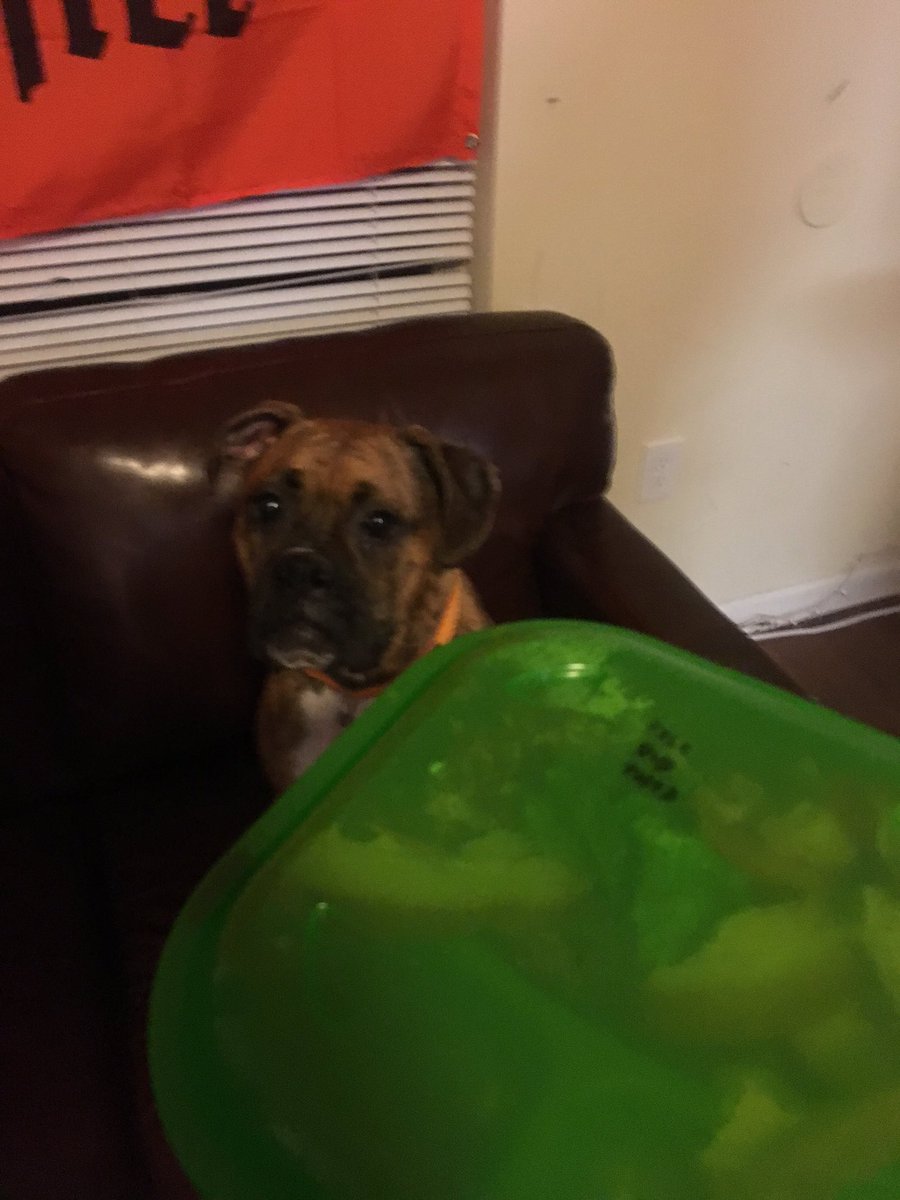 commonsbox's tweet image. Boxer box!