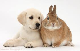 SegismundoEC's tweet photo. Estoy un poco obsesionado con esto... 🐰 quiero uno #Guau! Cc: @MashiRafael https://t.co/Z9e3ZfEL2F