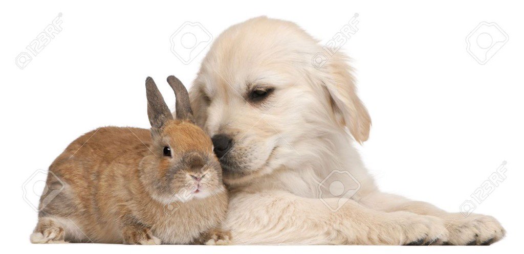 SegismundoEC's tweet photo. Estoy un poco obsesionado con esto... 🐰 quiero uno #Guau! Cc: @MashiRafael https://t.co/Z9e3ZfEL2F
