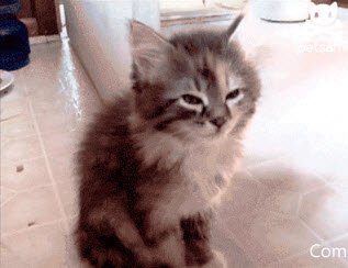 Proofpositive's tweet image. 12 Purrfect Things Writers Can Learn From Cats dld.bz/d4G7F