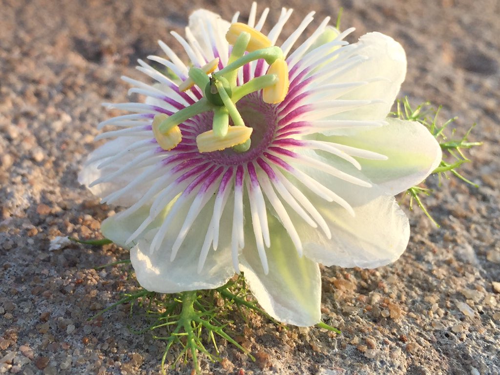 madey_7's tweet photo. @HondaCarIndia not just a flower,it's abstract sense of grains floor,design leaf&amp;diff petals #AmazingFromEveryAngle https://t.co/pMyDoMYlhb