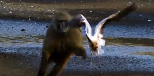 Discovery's tweet image. #DidYouKnow baboons sometimes hunt flamingos? &amp;gt;&amp;gt; bit.ly/1LXT7dz