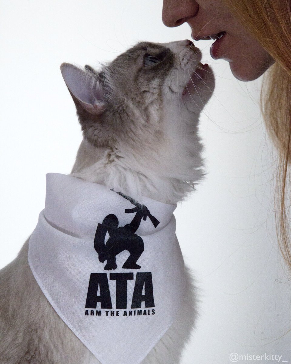 misterkitty_'s tweet photo. Making out cuz it's furriday night 😻👅👄 #catsoftwitter https://t.co/iZmVcZm2Gj