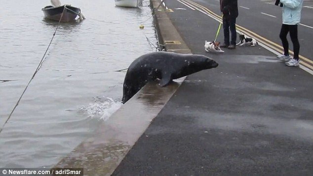 DailyMail's tweet photo. Stubborn seal refuses to get off the road until fish shop owner feeds him https://t.co/C05GayqubK https://t.co/af1MJm7OMT
