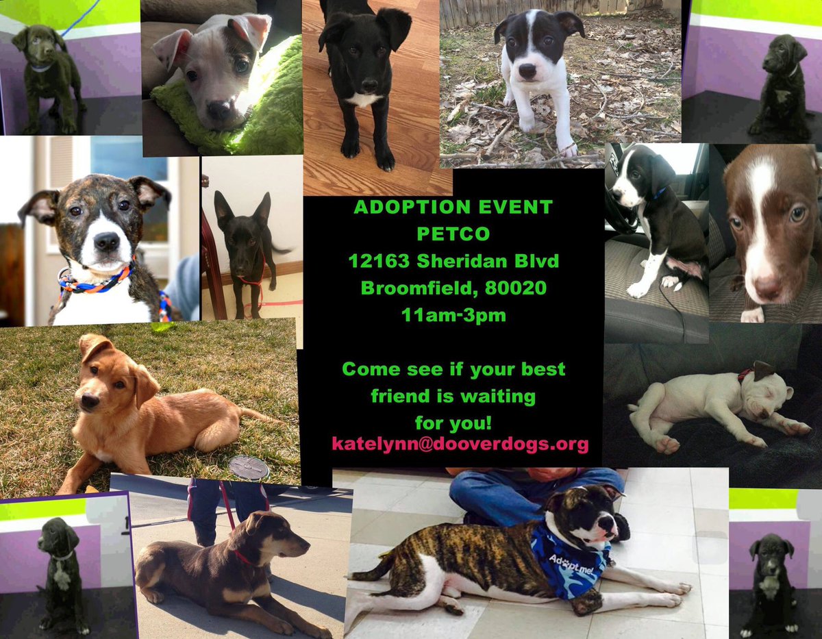 DoOverDogs's tweet photo. Adoption event PETCO in Broomfield 3/12 from 11-3 #adoption #puppy #ForeverHome #bestfriend #savinglives https://t.co/Rk7iJpdPeH