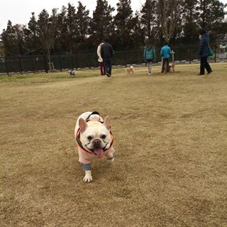 アンデルセン公園ドッグラン アンデルセン公園ドッグラン