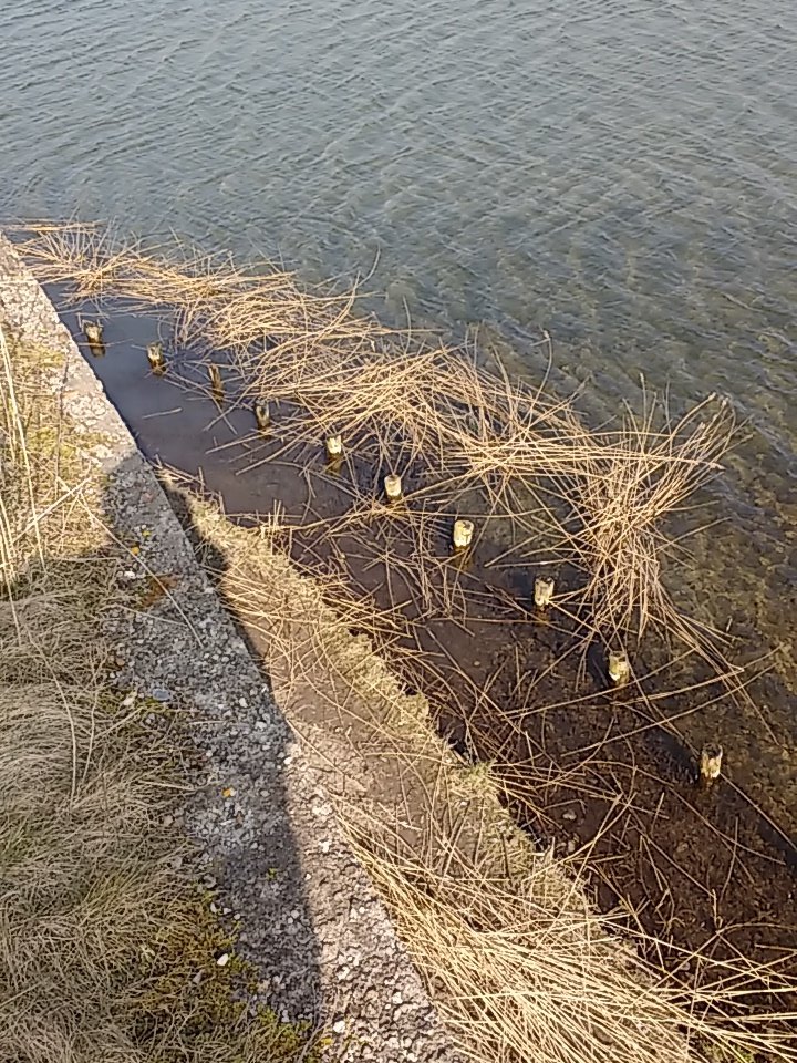 elsberk's tweet photo. Het riet is weggeknipt zodat de zwaluwen hun opgeknapte nest gaten goed kunnen zien @NLDOET https://t.co/hIoBDdBwrm
