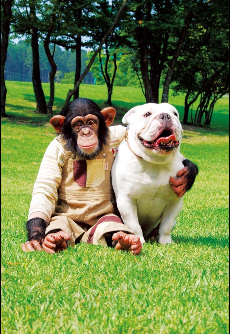 ポスター　 志村けん　志村どうぶつ園　志村動物園　パンくん　パン&ジェームズ Amazon.co.jp: 天才志村どうぶつ園 パンとジェームズお使い大