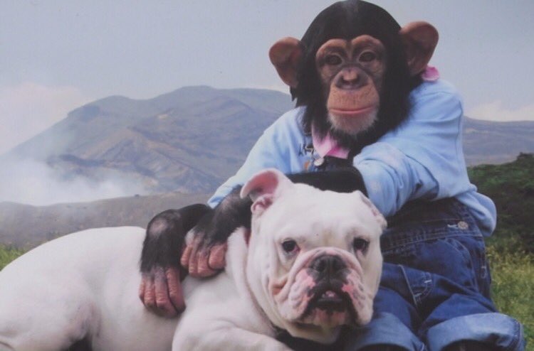 天才 志村どうぶつ園 パンくんの相棒として活躍したブルドッグのジェームズくんが天国へ Togetter