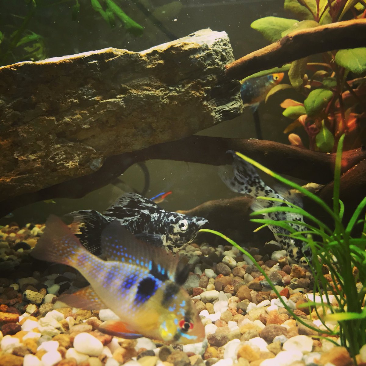 ali_palin's tweet photo. @FoweyAquarium Start up in London. Give me fish please https://t.co/Diu3j8iBro