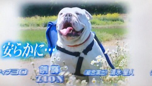 天才!志村どうぶつ園】パンくんの相棒として活躍したブルドッグ