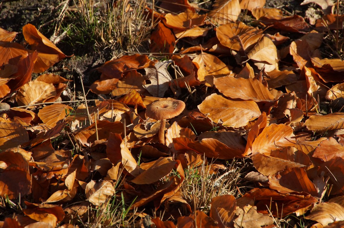 atjilp2theworl5's tweet photo. #masbos #mushroom #nicecolors #sony #auttum https://t.co/9nLOp0QFAw