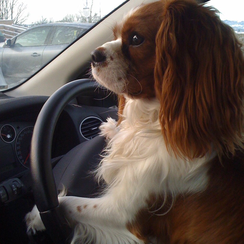LimeBoxStudio's tweet photo. Do you like our new driver? #cavalierkingcharles #dog https://t.co/na6iBs1OsP