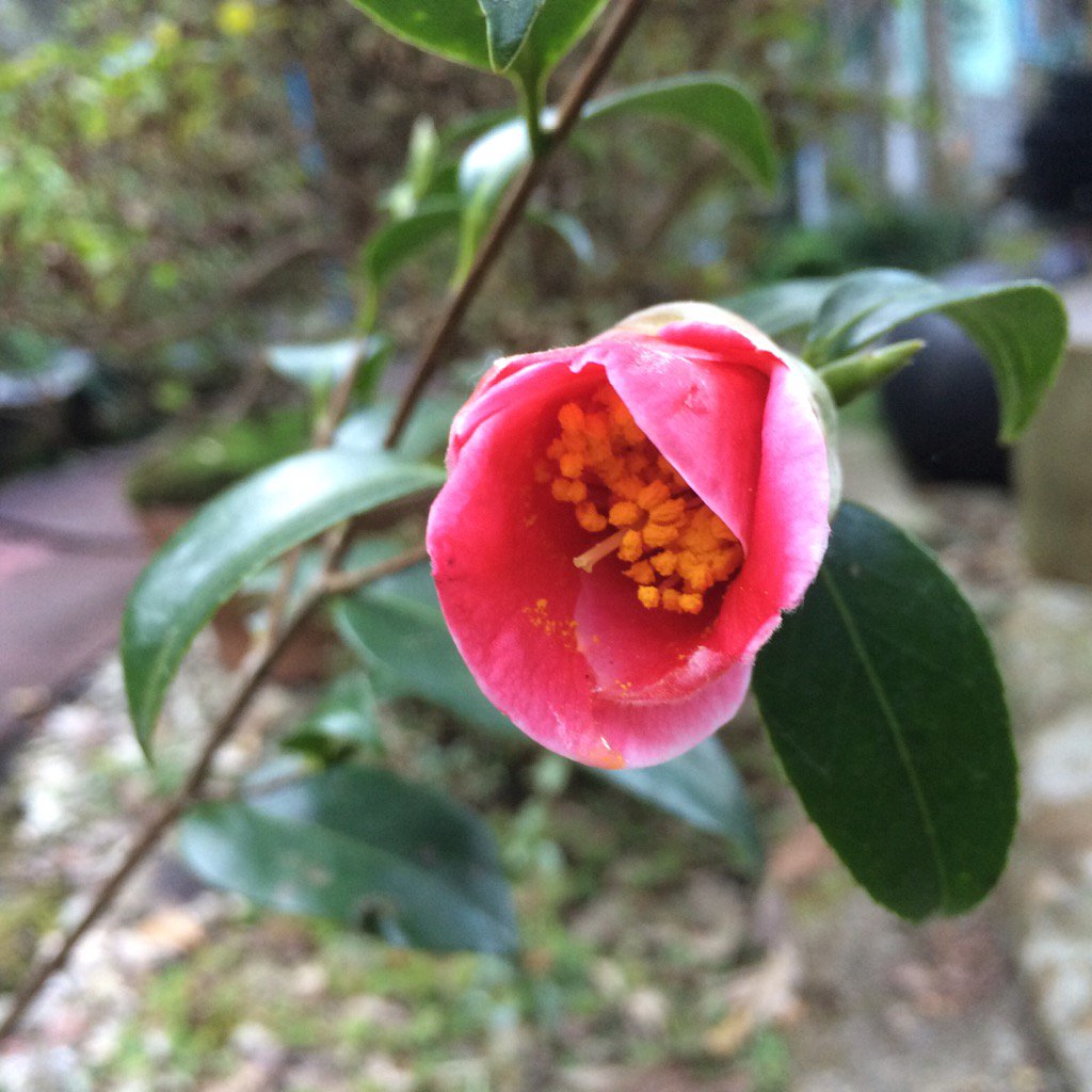 Green Pepper 椿の花もやっと一輪咲いた 毎年一輪しか咲かない 今はまだ木を大きくさせている最中だからかな 蕾を付けても咲くまで又何日もかかる 少しずつ 少しずつしか開かない ほんとに勿体ぶり子な花だ T Co Ka0xqvjdwg Twitter