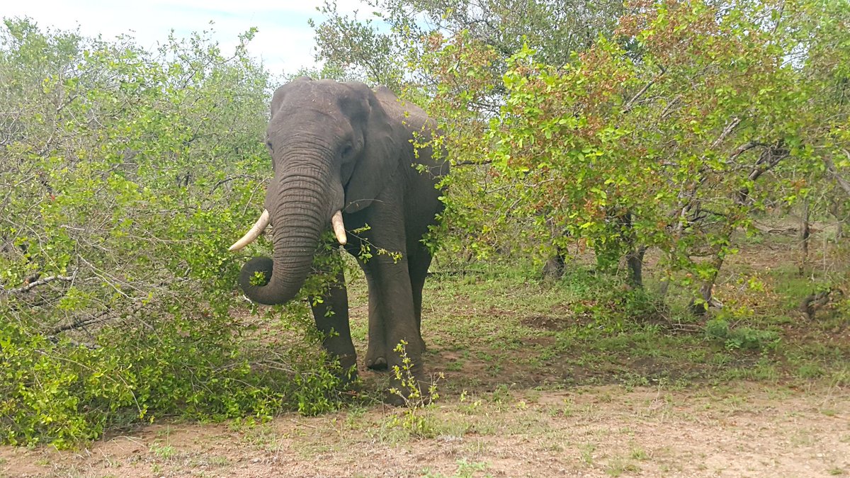 timverr's tweet photo. #Awesome trip to #kruger https://t.co/adt9ENx4rE